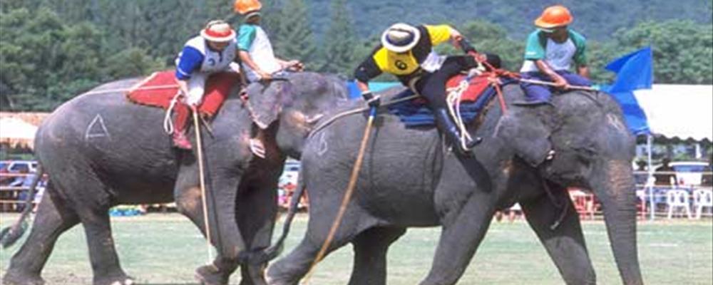 elephant polo, thailand 
